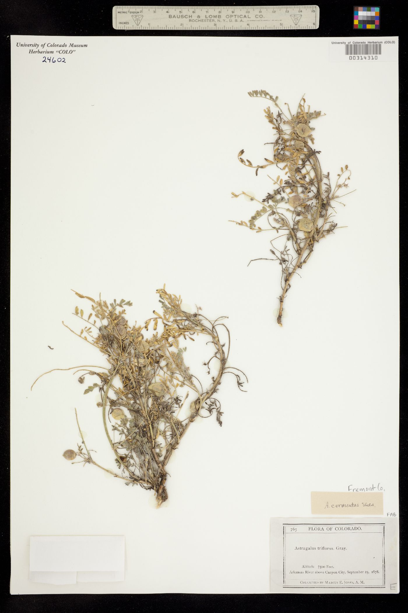 Astragalus cerussatus image