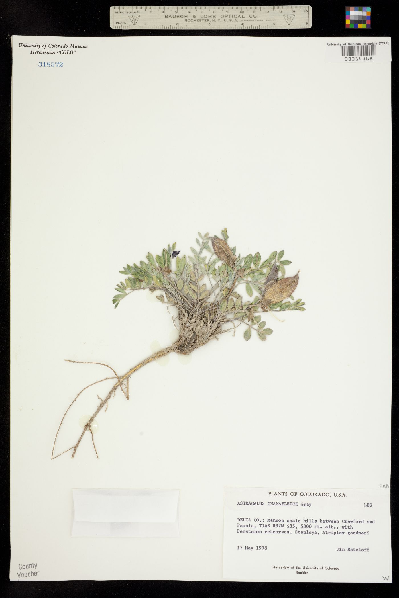 Astragalus chamaeleuce image