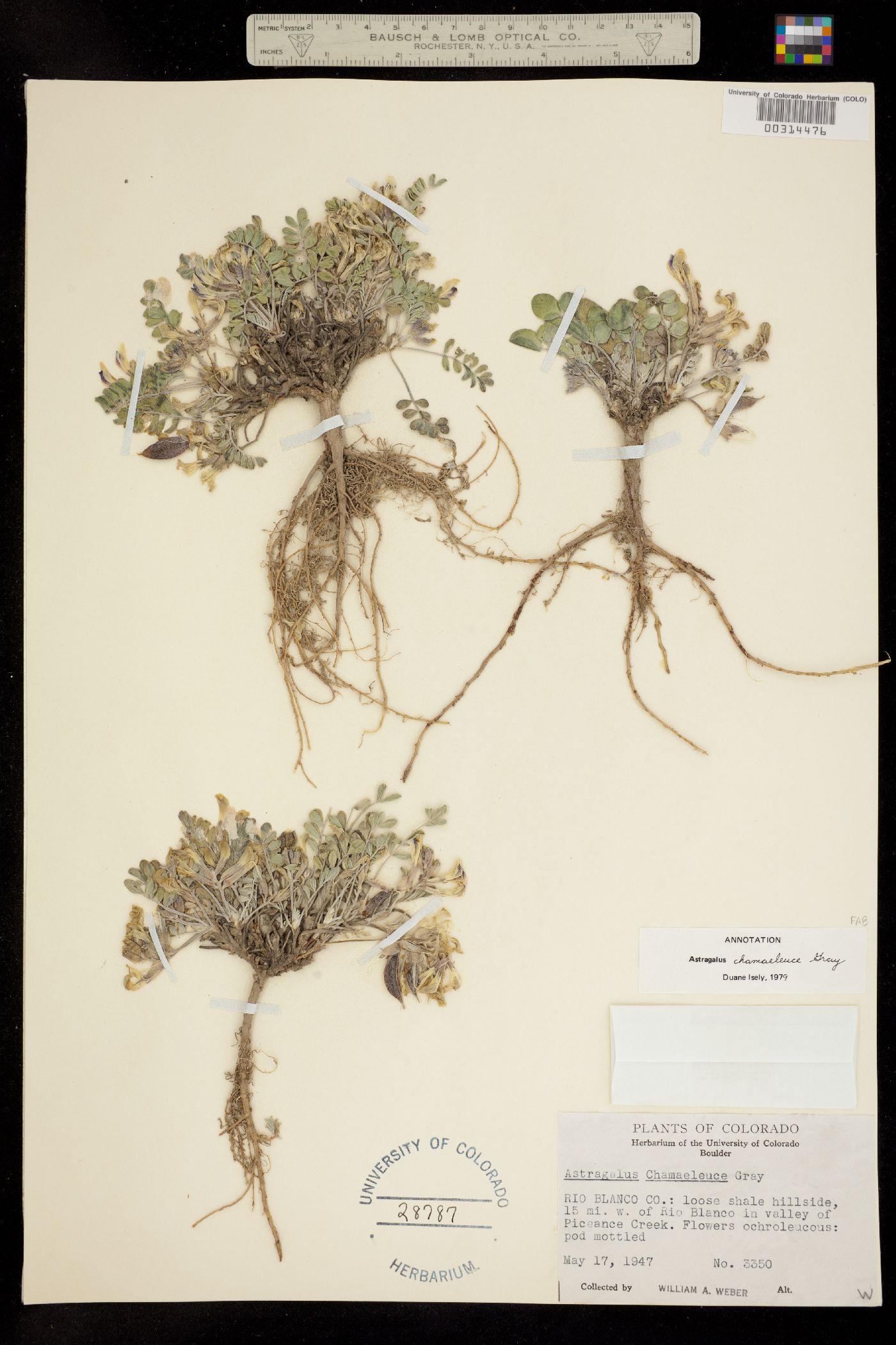 Astragalus chamaeleuce image