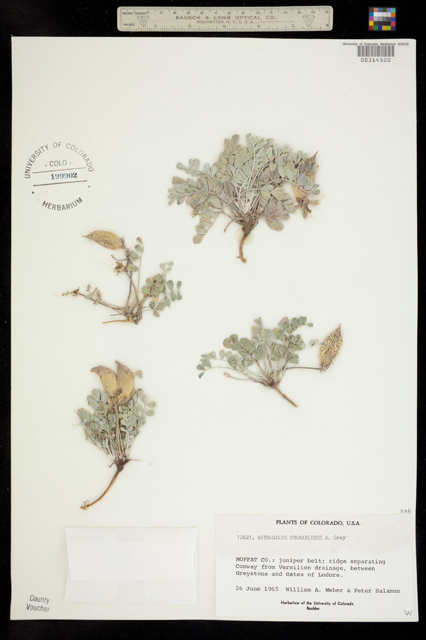 Astragalus chamaeleuce image