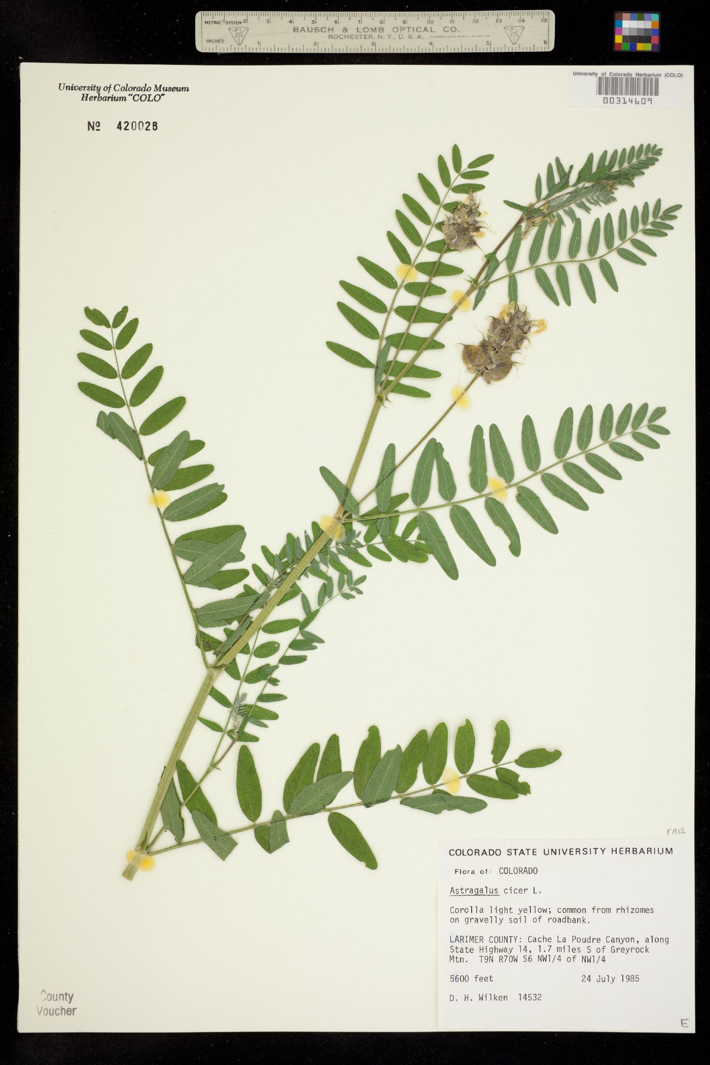 Astragalus cicer image