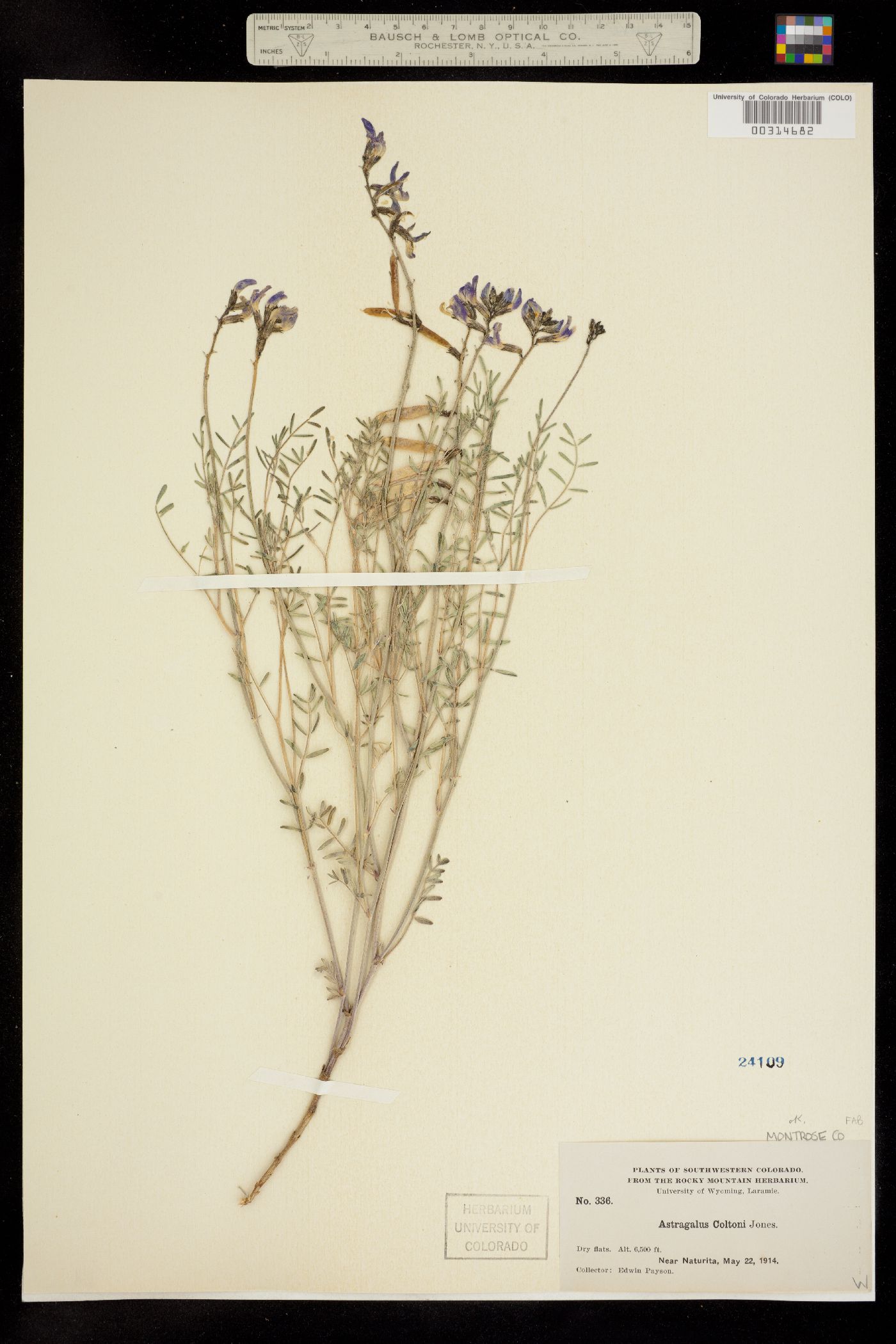 Astragalus coltonii image