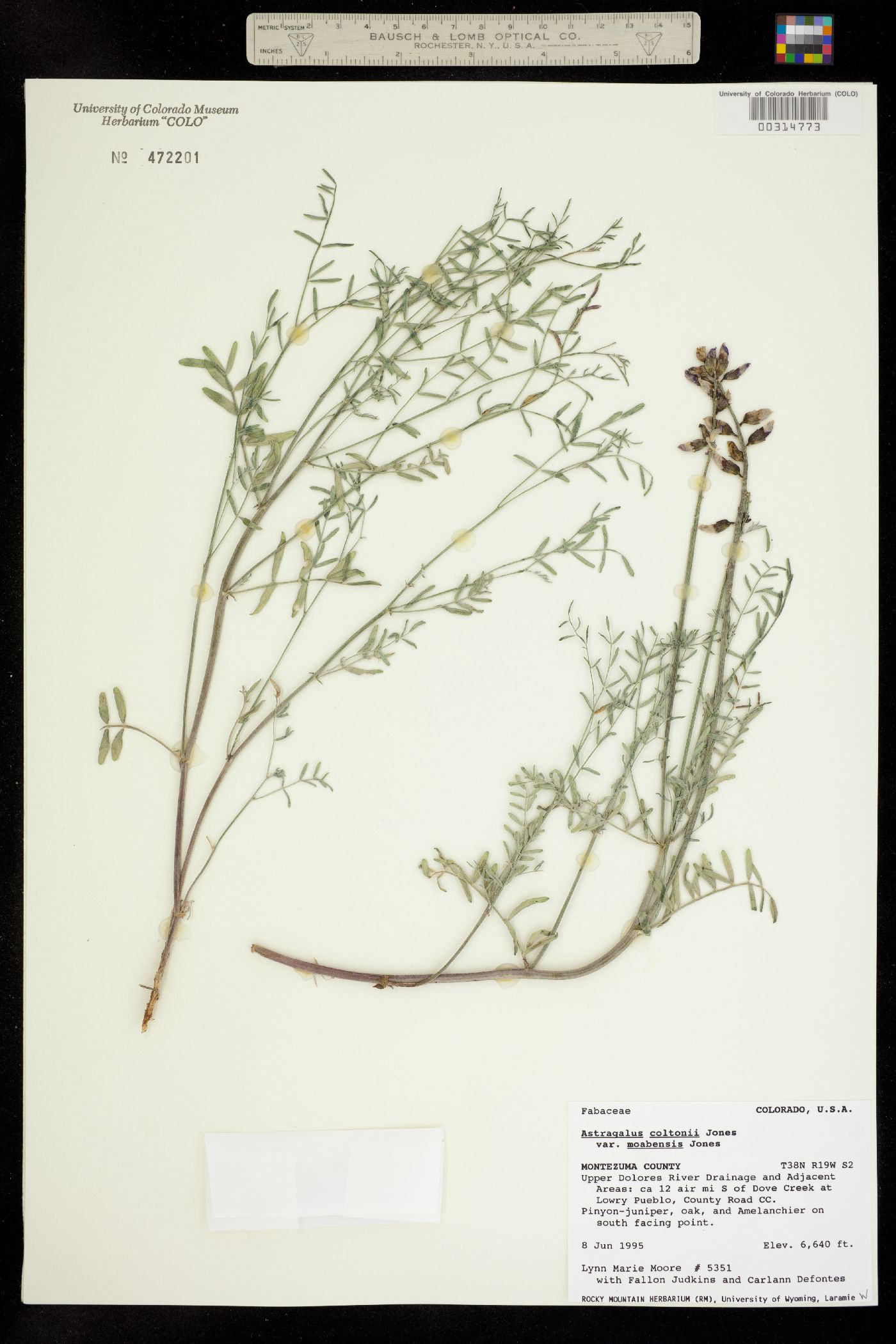 Astragalus coltonii var. moabensis image
