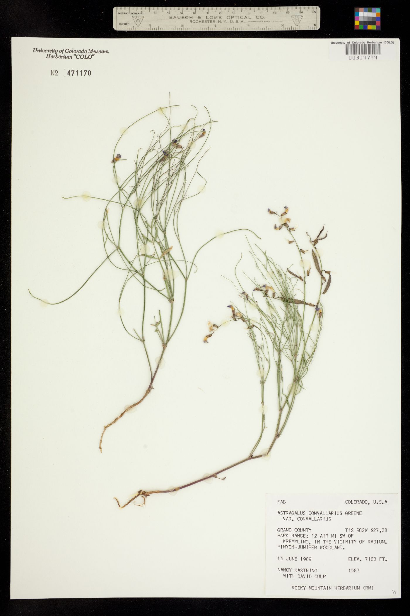 Astragalus convallarius var. convallarius image