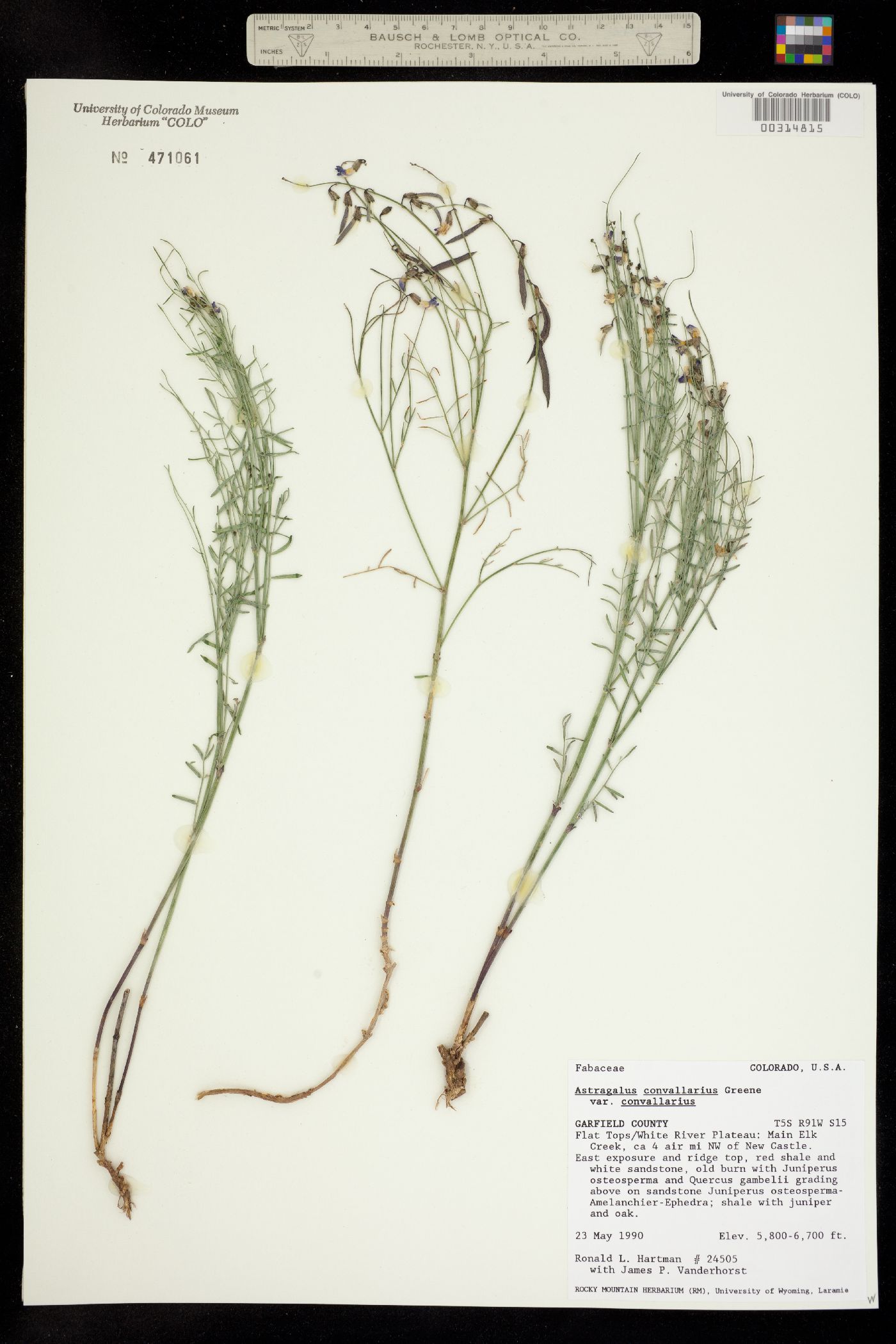 Astragalus convallarius var. convallarius image