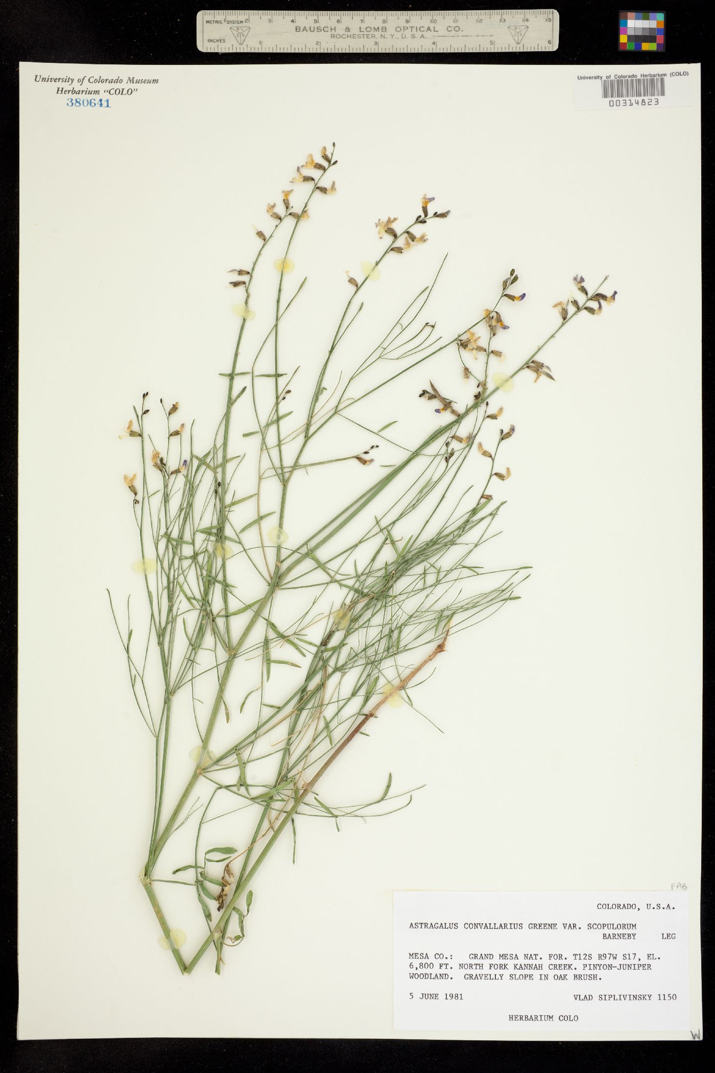 Astragalus convallarius var. scopulorum image