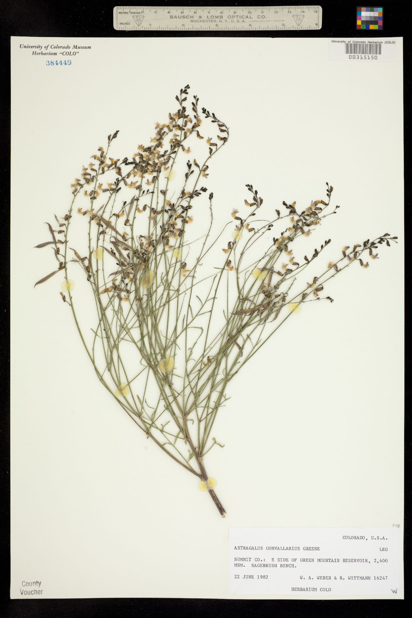 Astragalus image