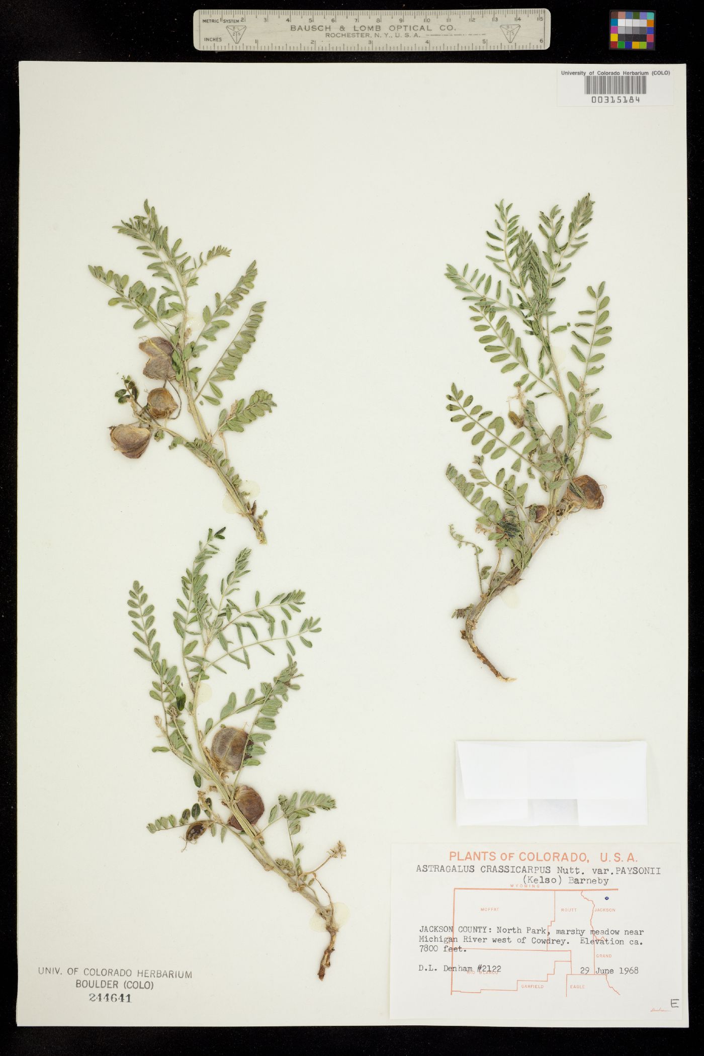 Astragalus crassicarpus var. paysonii image