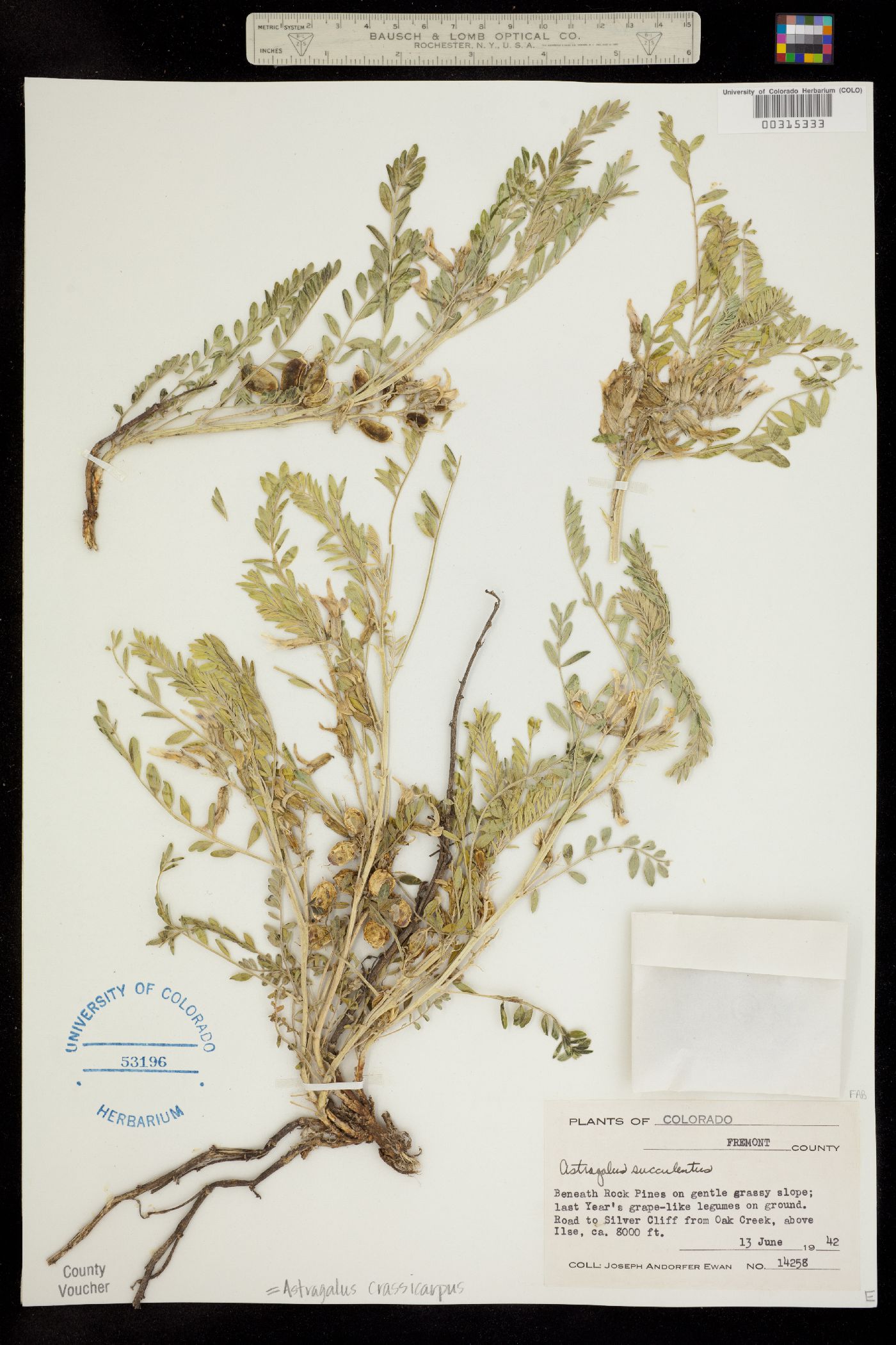 Astragalus crassicarpus image