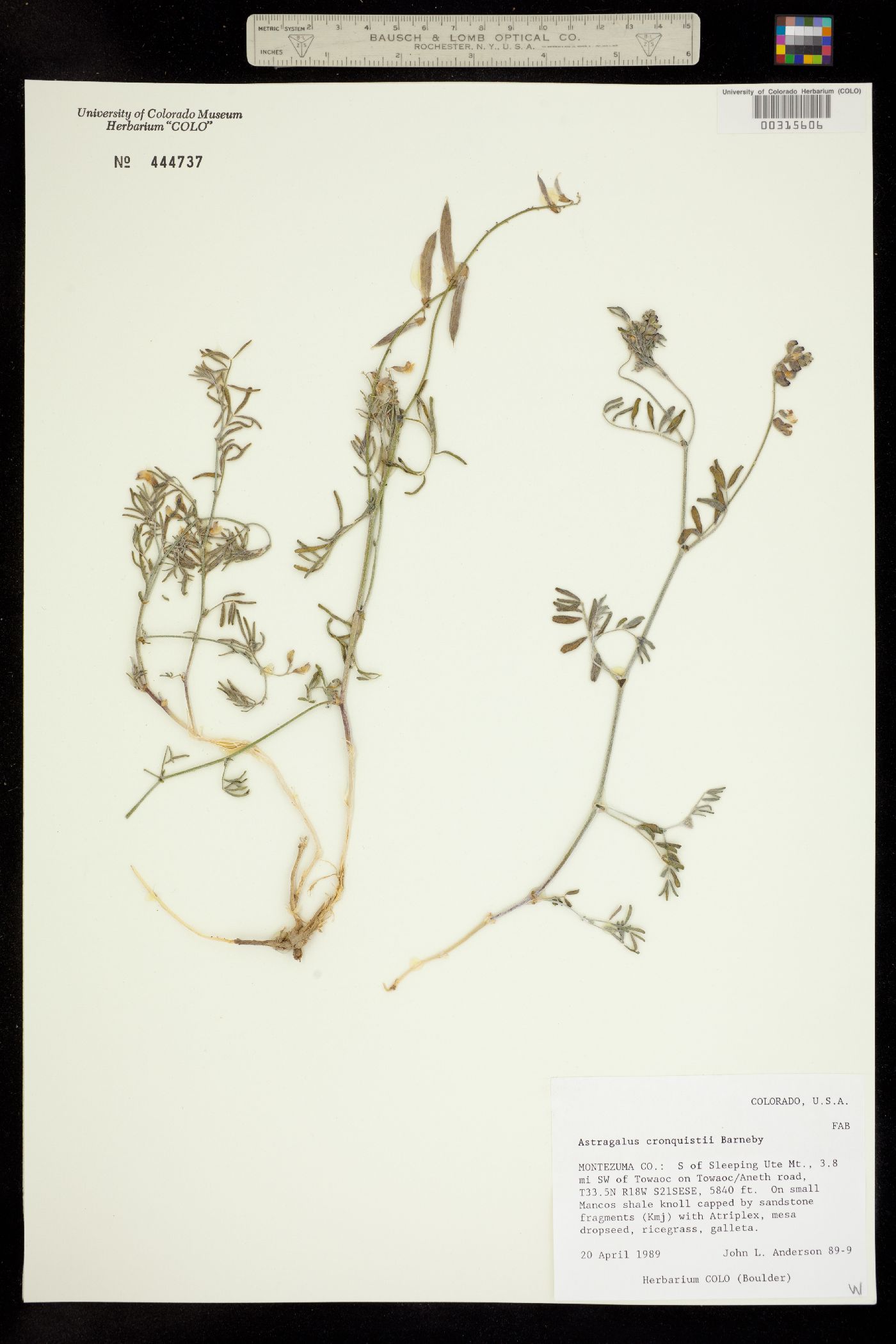 Astragalus cronquistii image