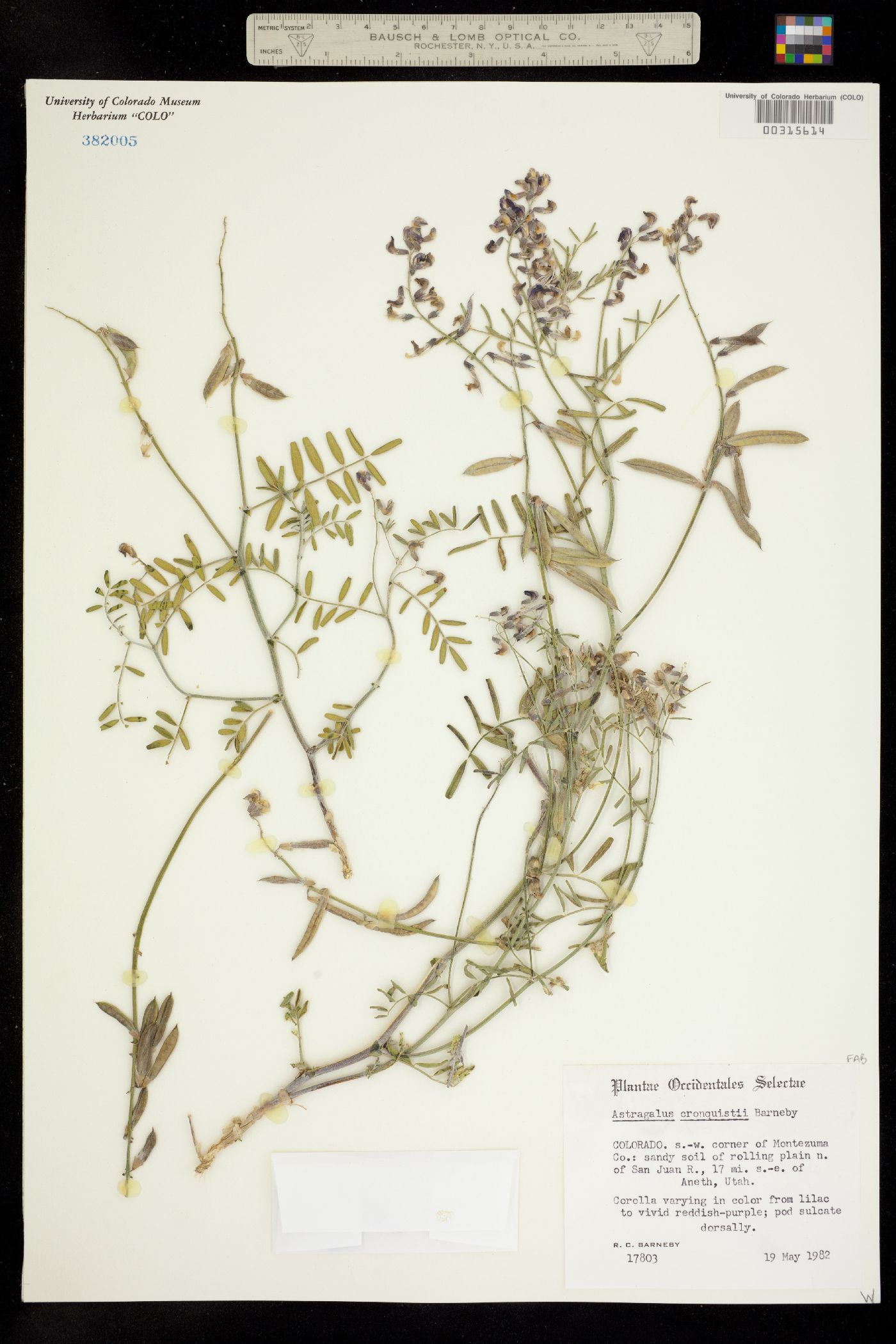 Astragalus cronquistii image