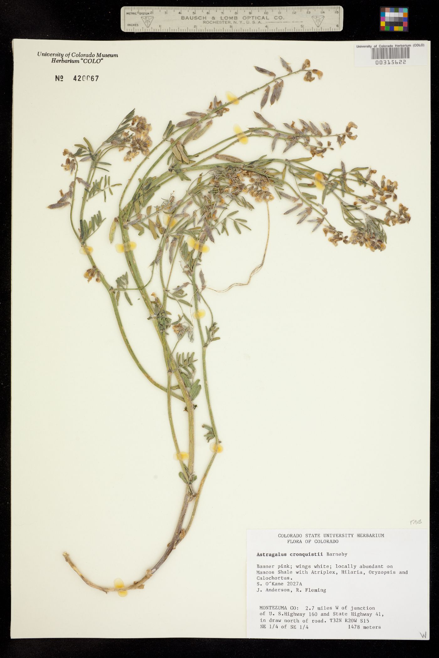 Astragalus cronquistii image