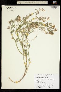 Astragalus cronquistii image