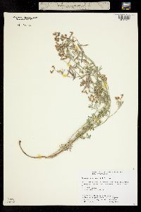 Astragalus cronquistii image