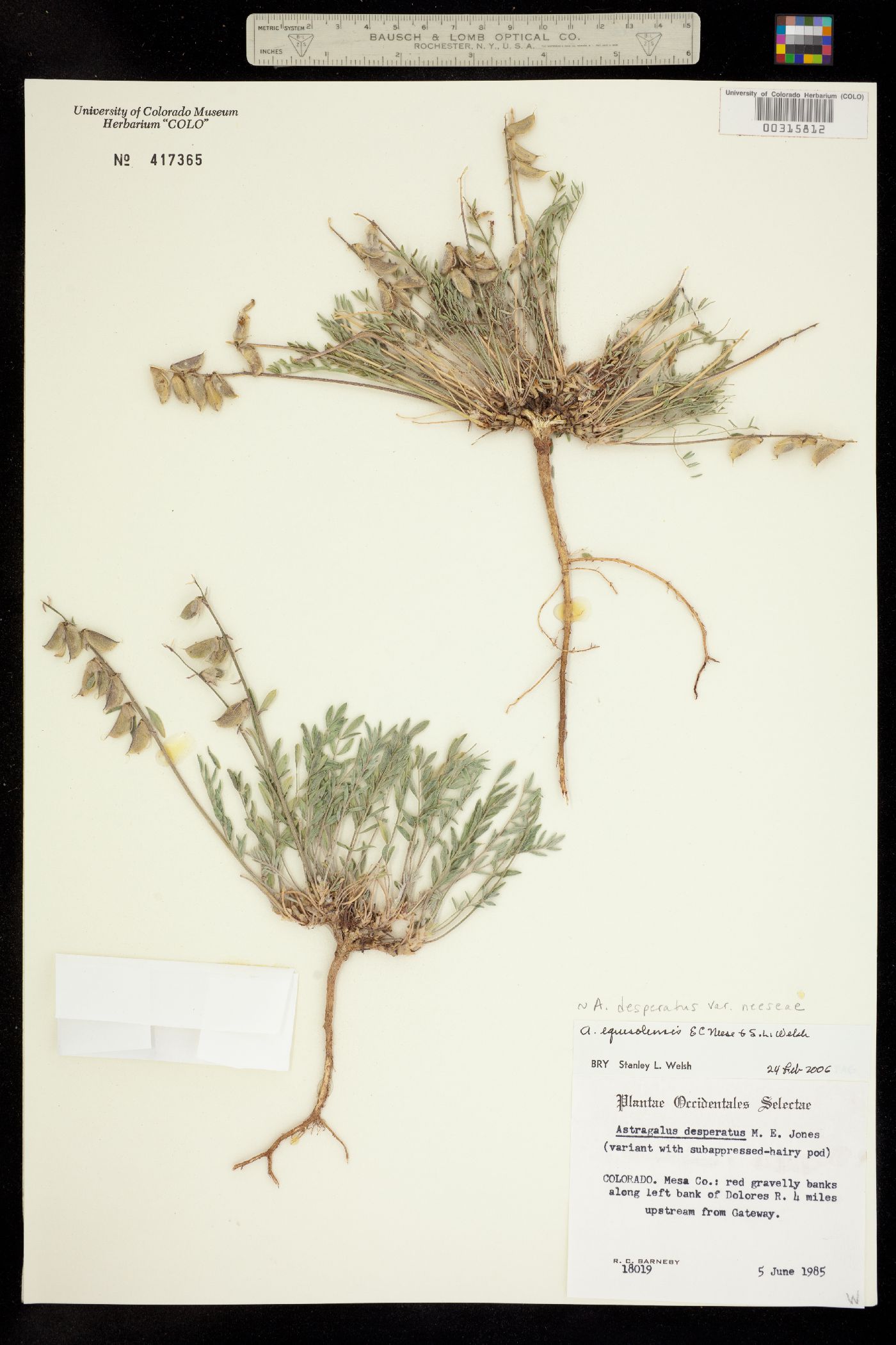 Astragalus equisolensis image