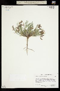 Astragalus deterior image