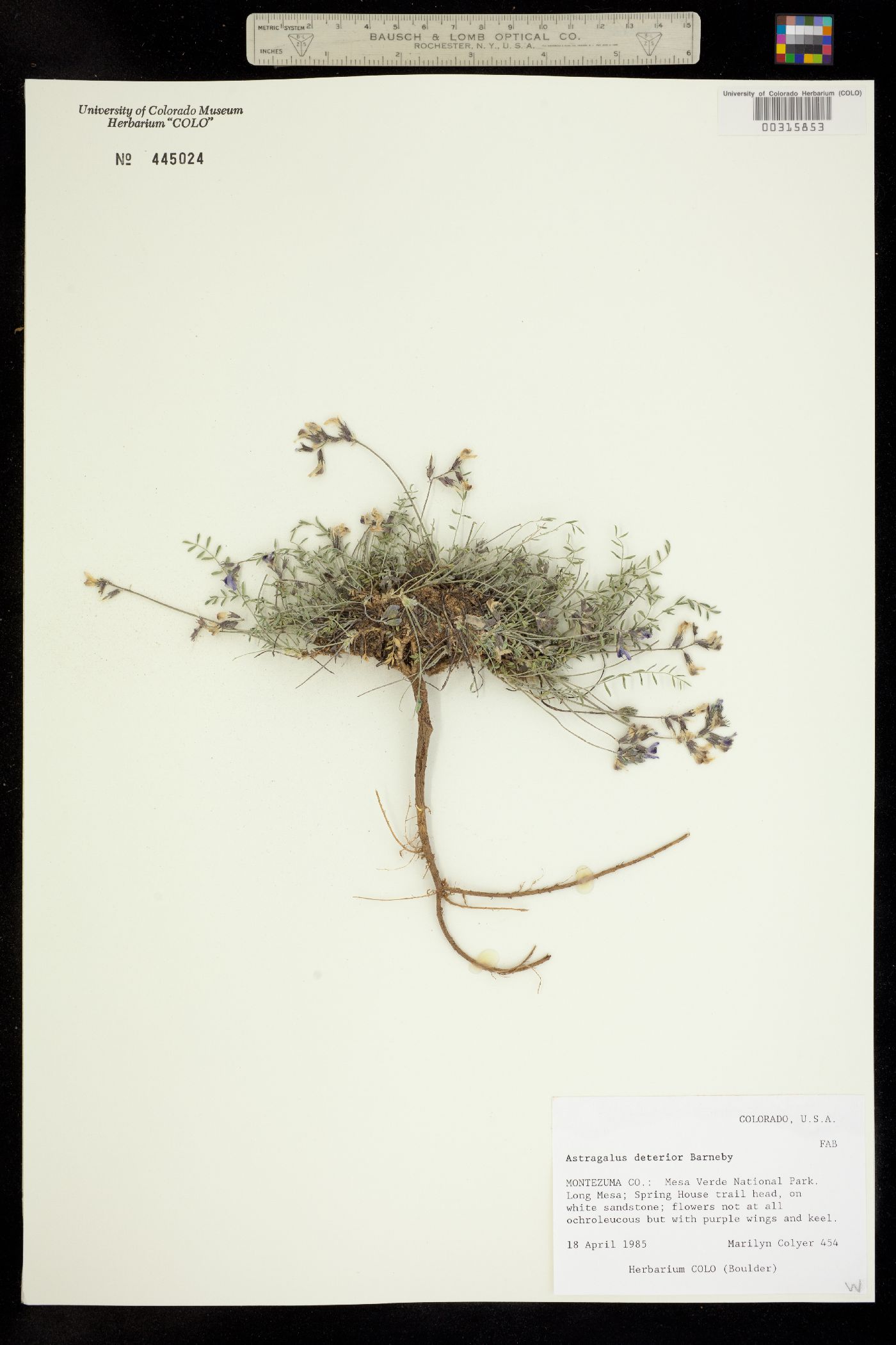 Astragalus deterior image