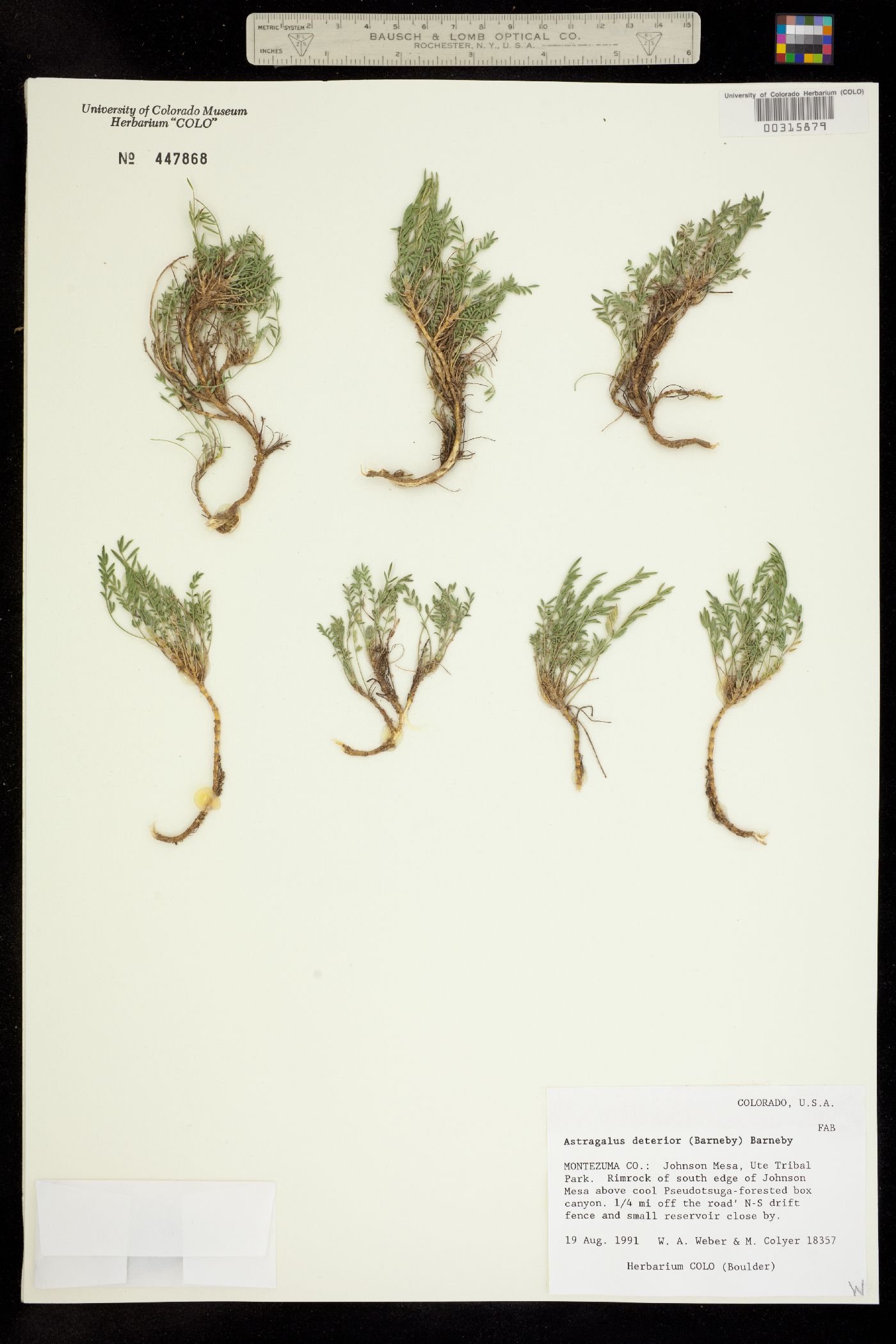 Astragalus deterior image