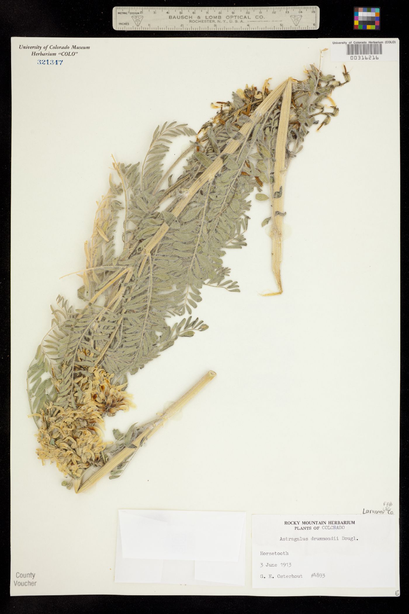 Astragalus drummondii image