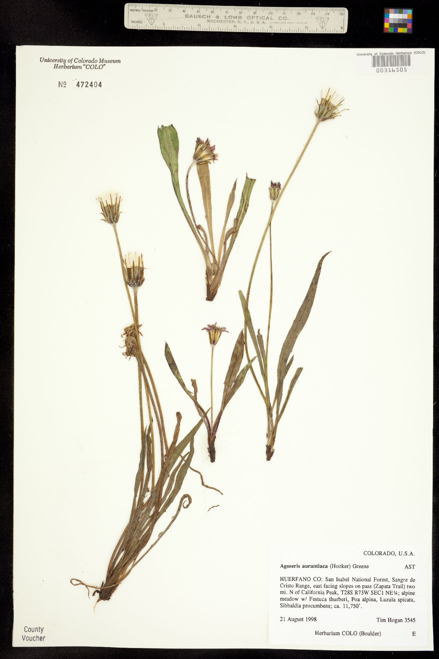 Agoseris aurantiaca image