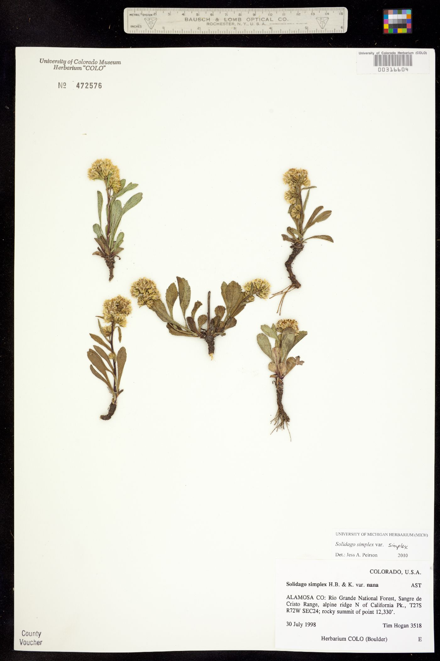 Solidago simplex var. nana image