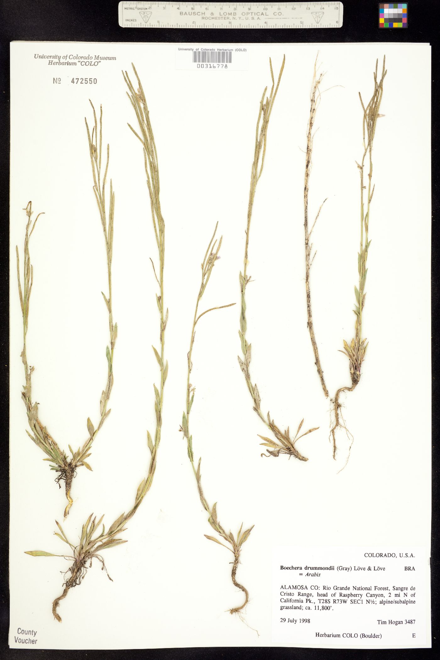 Boechera stricta image