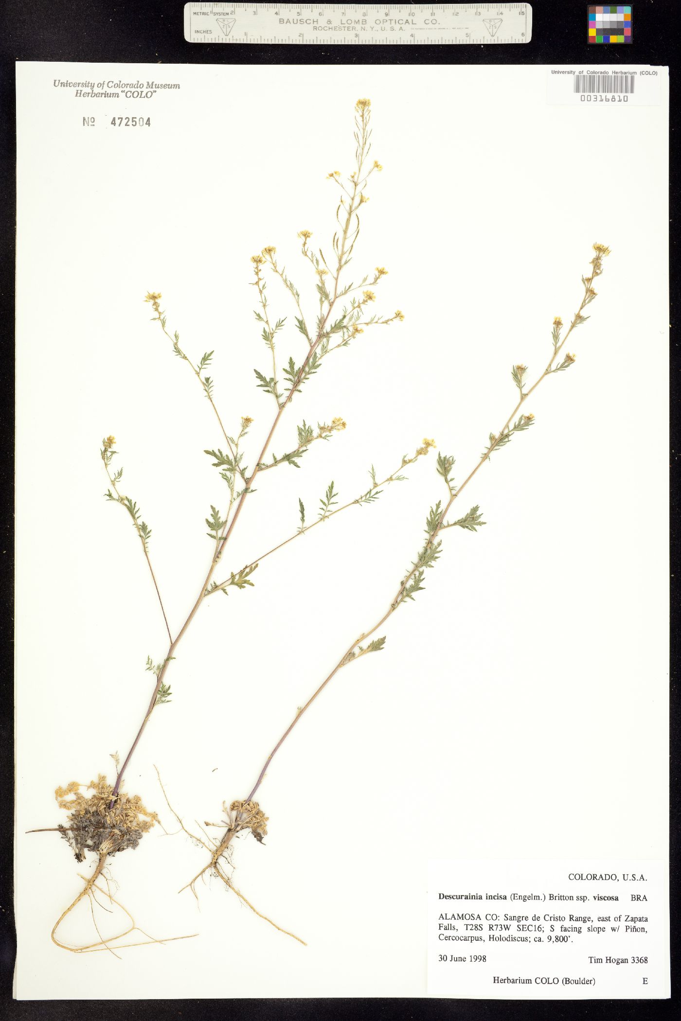 Descurainia incisa ssp. viscosa image