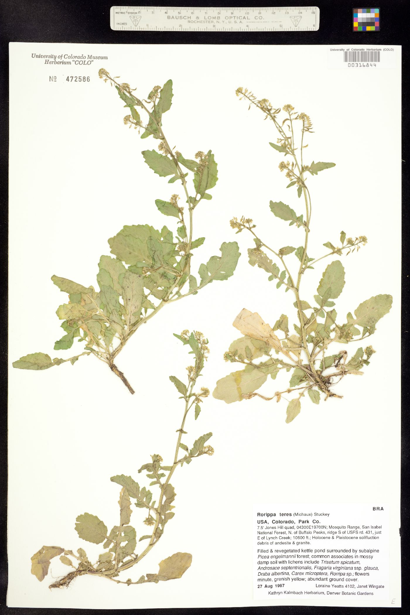 Rorippa teres image