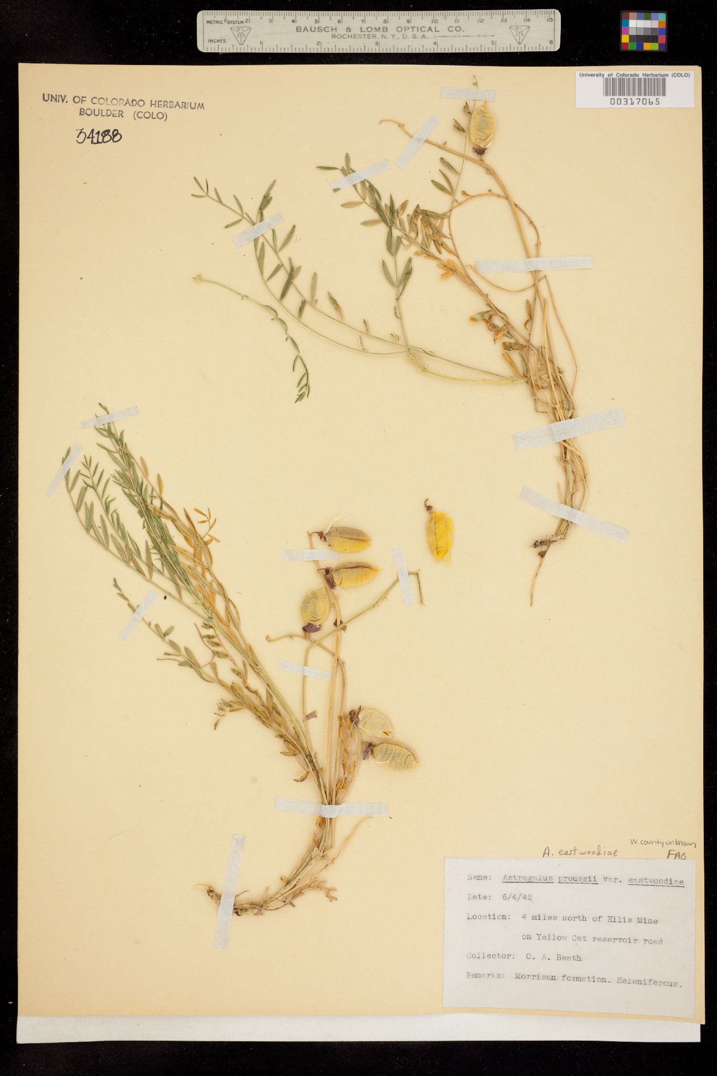 Astragalus eastwoodiae image