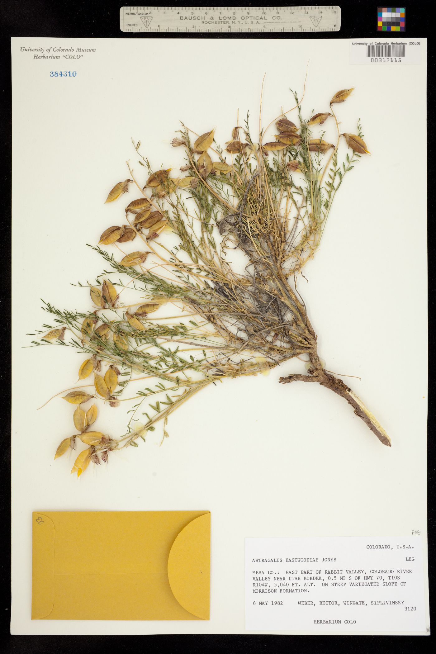 Astragalus eastwoodiae image