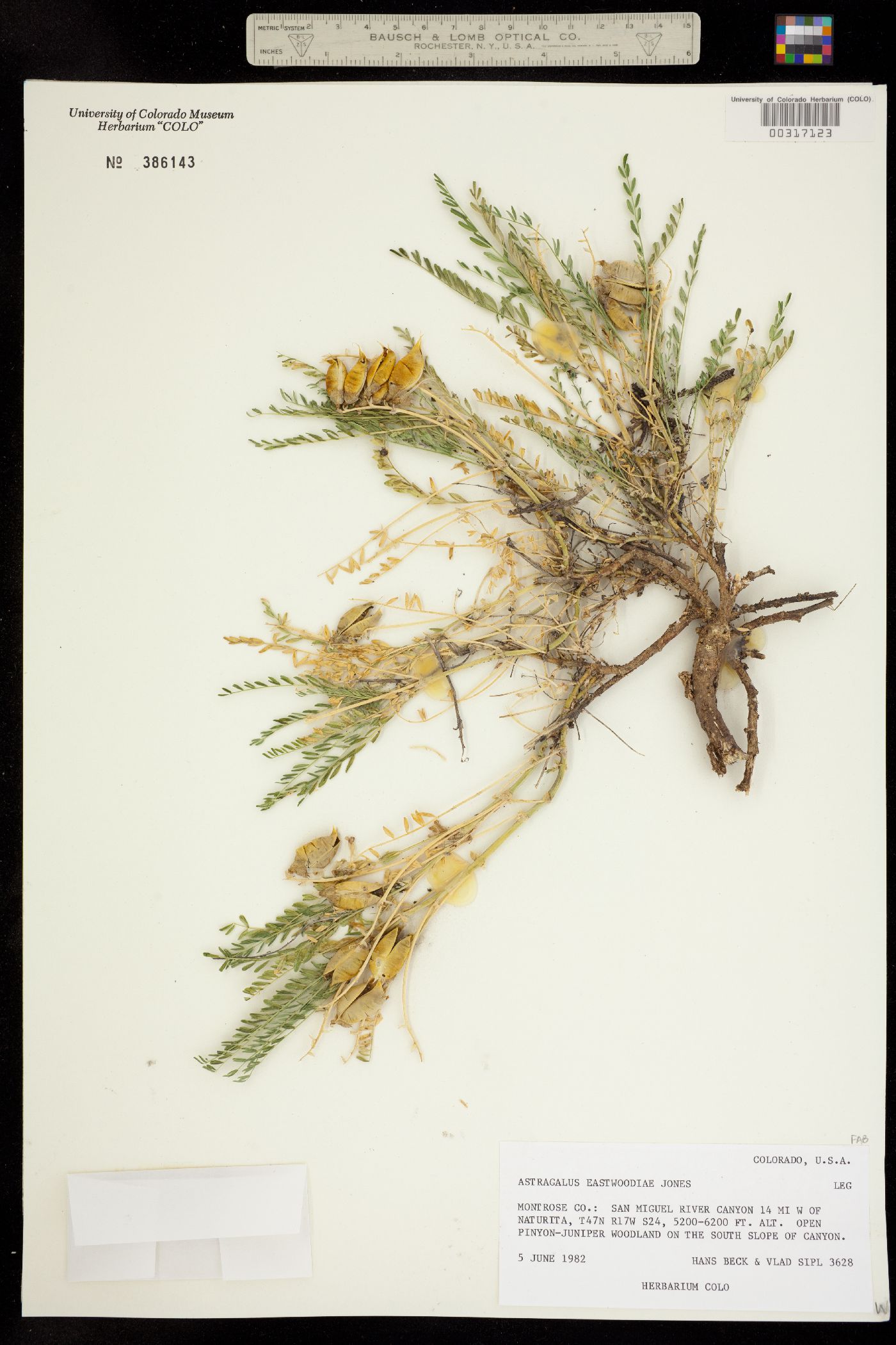 Astragalus image