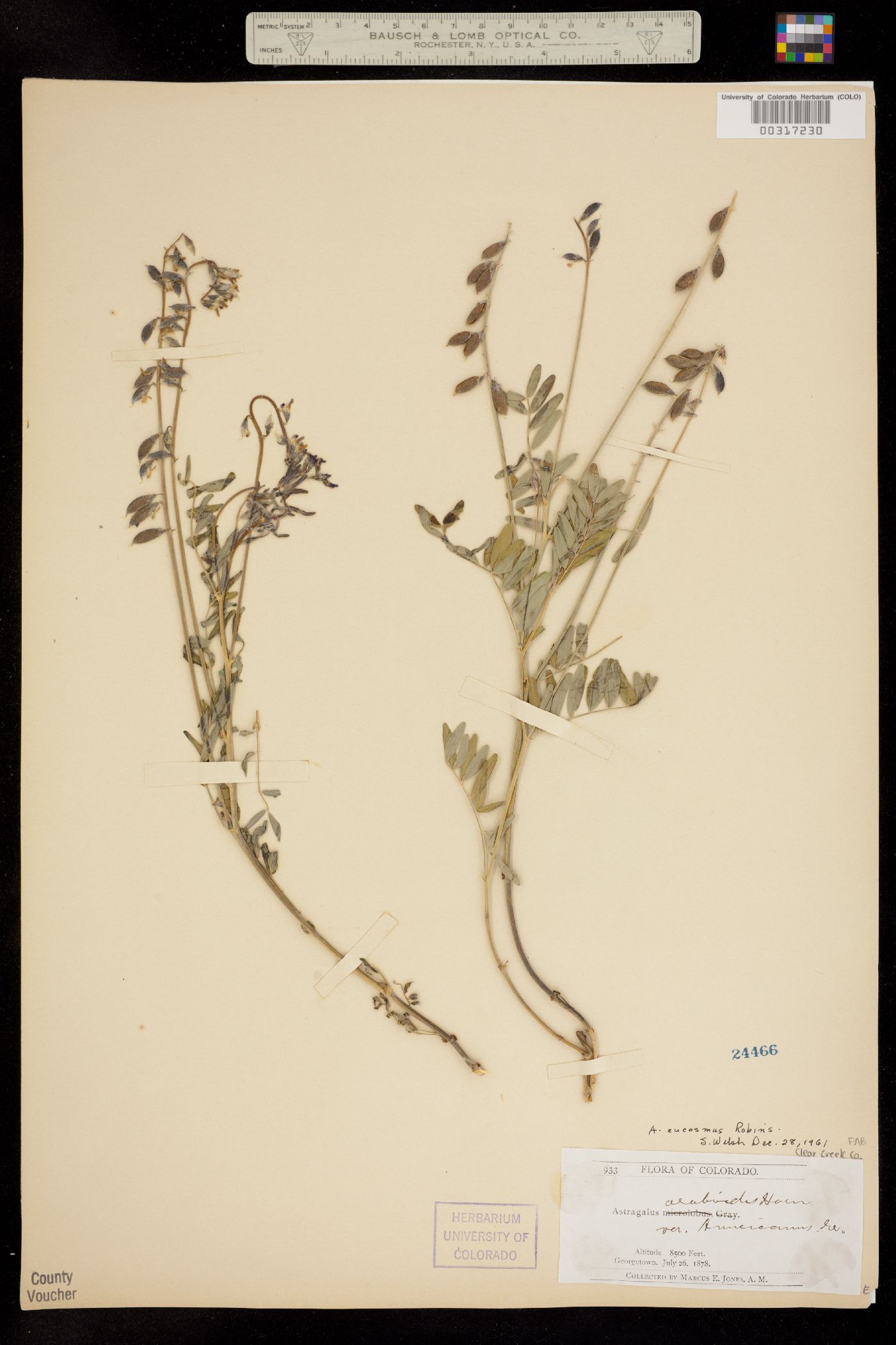 Astragalus eucosmus image