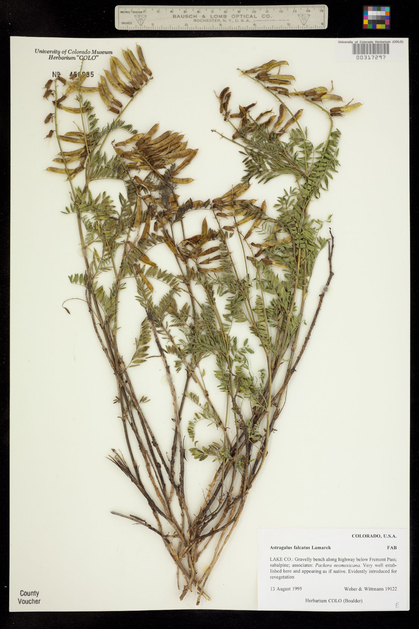 Astragalus falcatus image