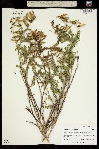 Astragalus falcatus image