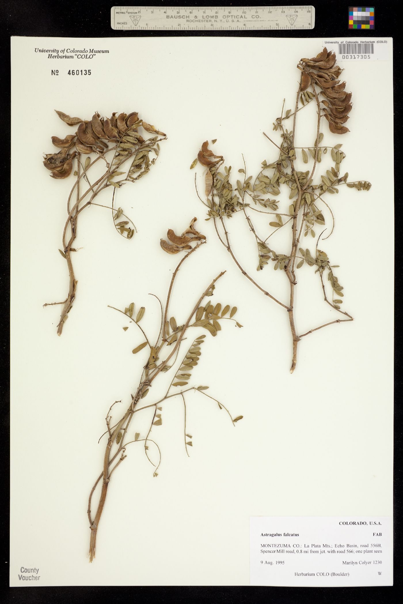 Astragalus falcatus image
