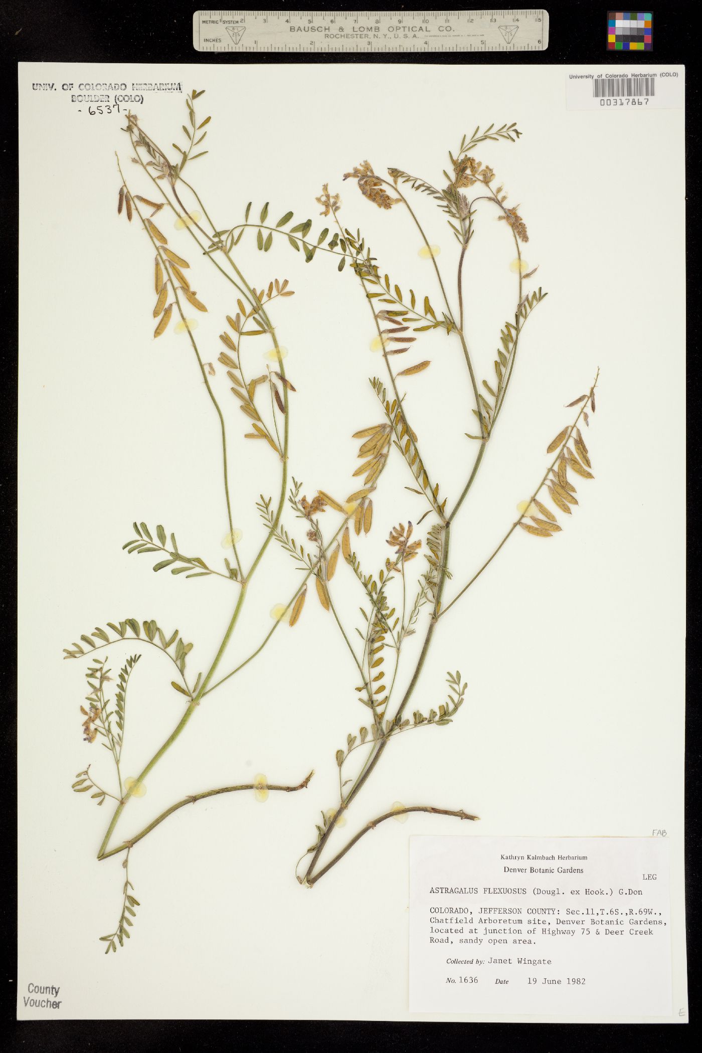 Astragalus flexuosus image