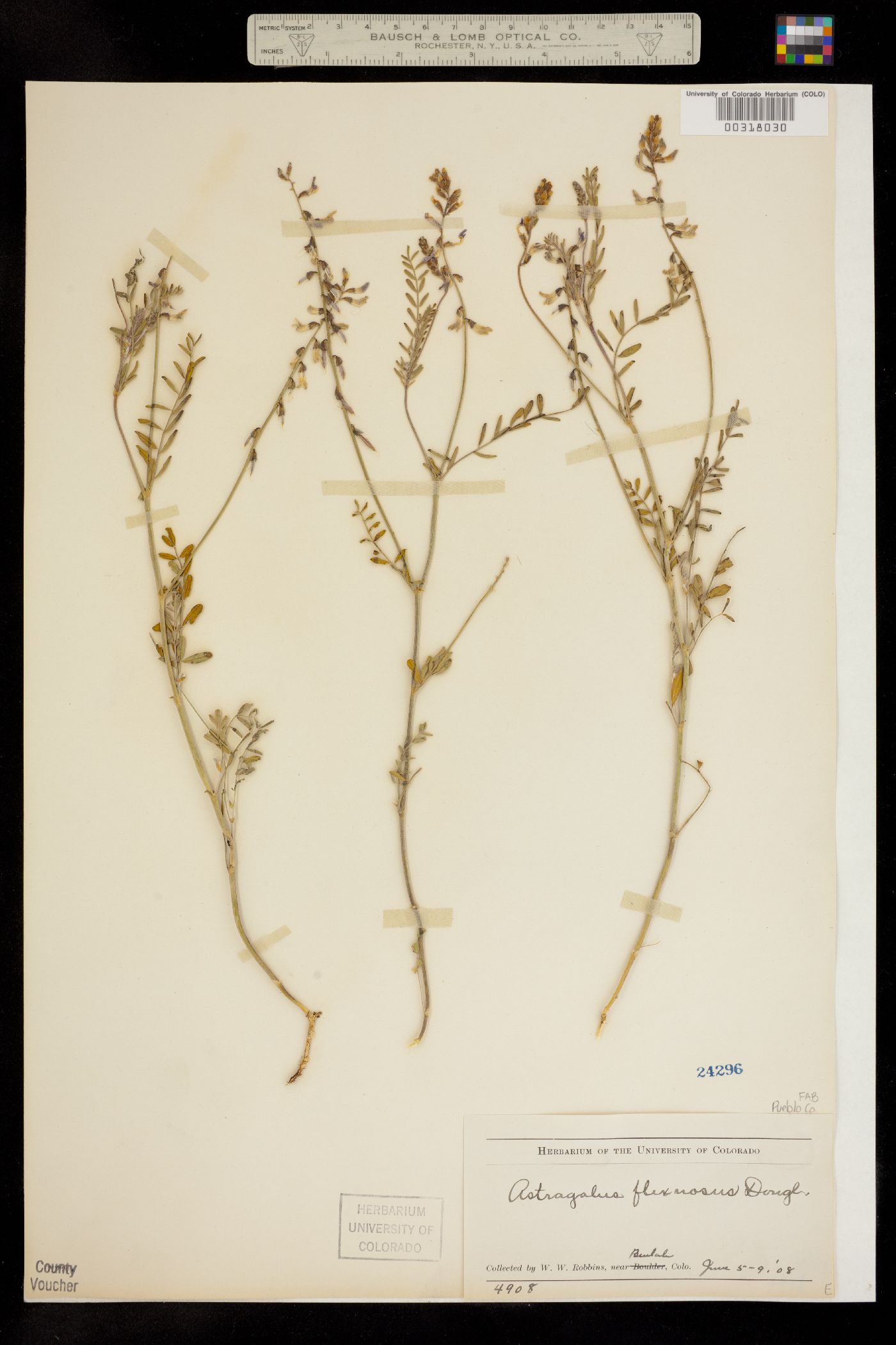 Astragalus flexuosus image