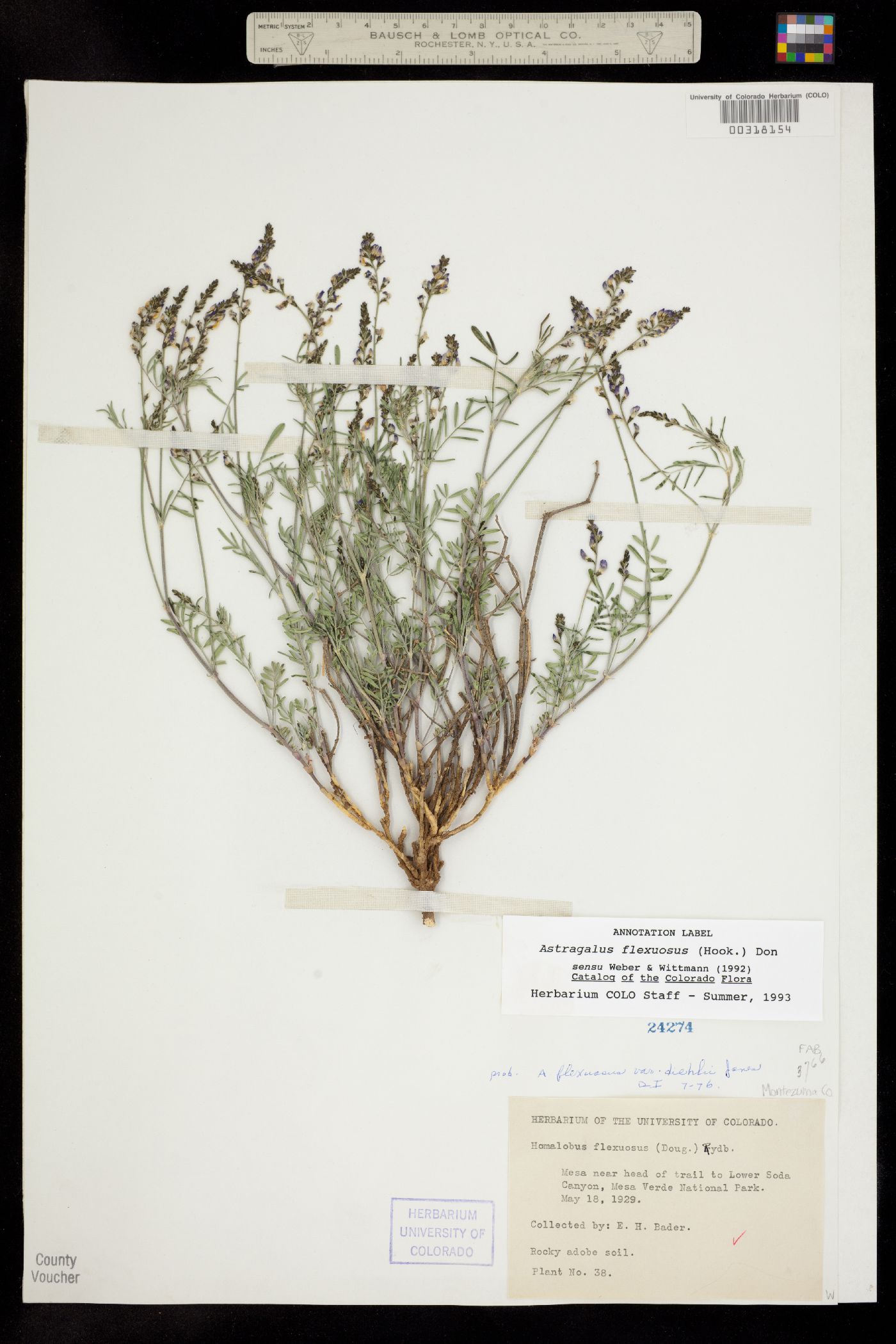 Astragalus flexuosus var. diehlii image