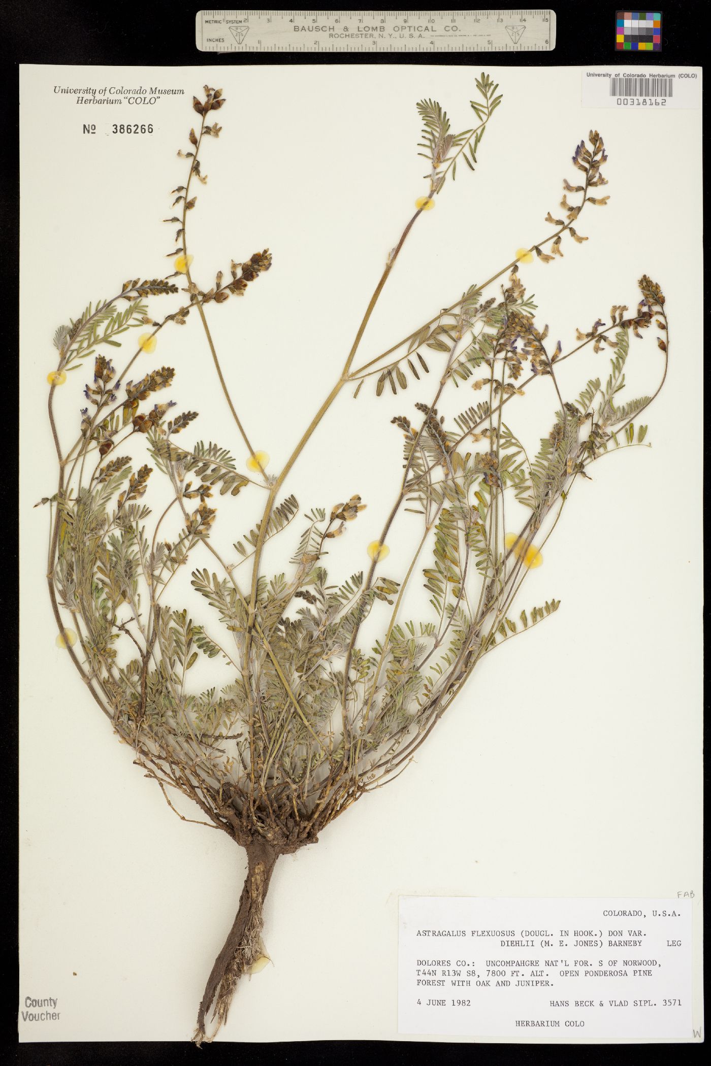 Astragalus flexuosus var. diehlii image