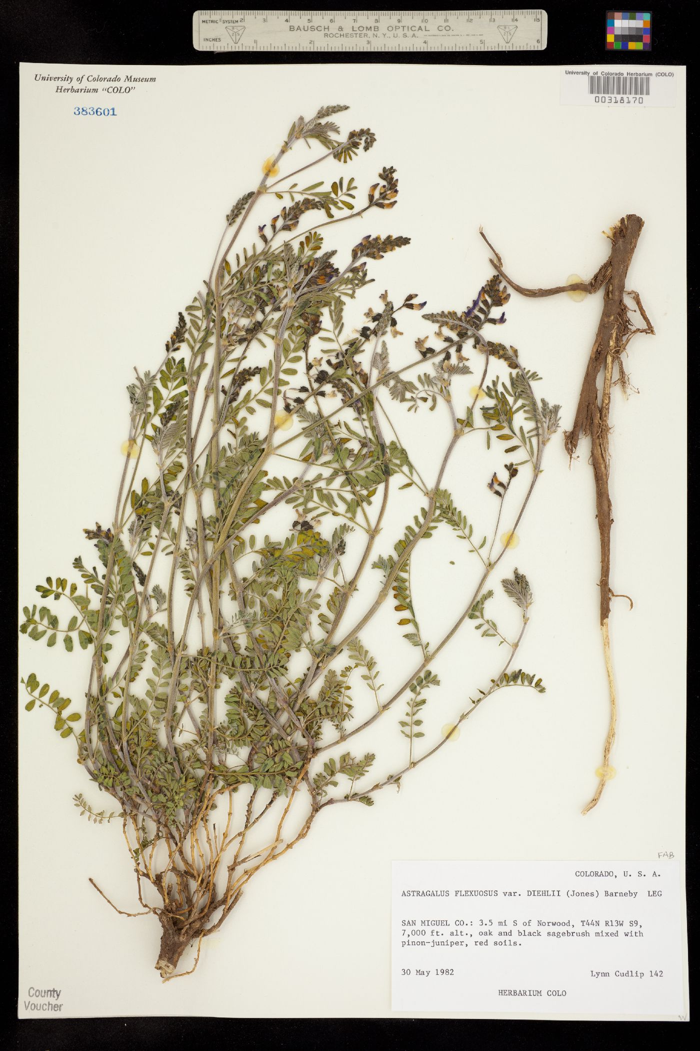 Astragalus flexuosus var. diehlii image