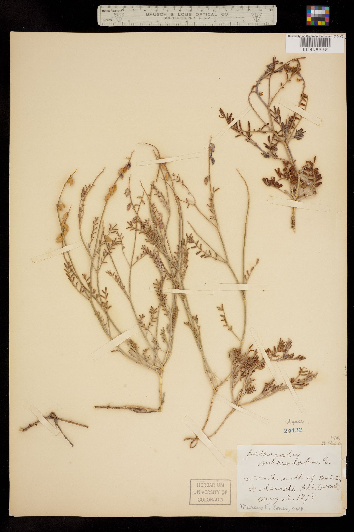 Astragalus image