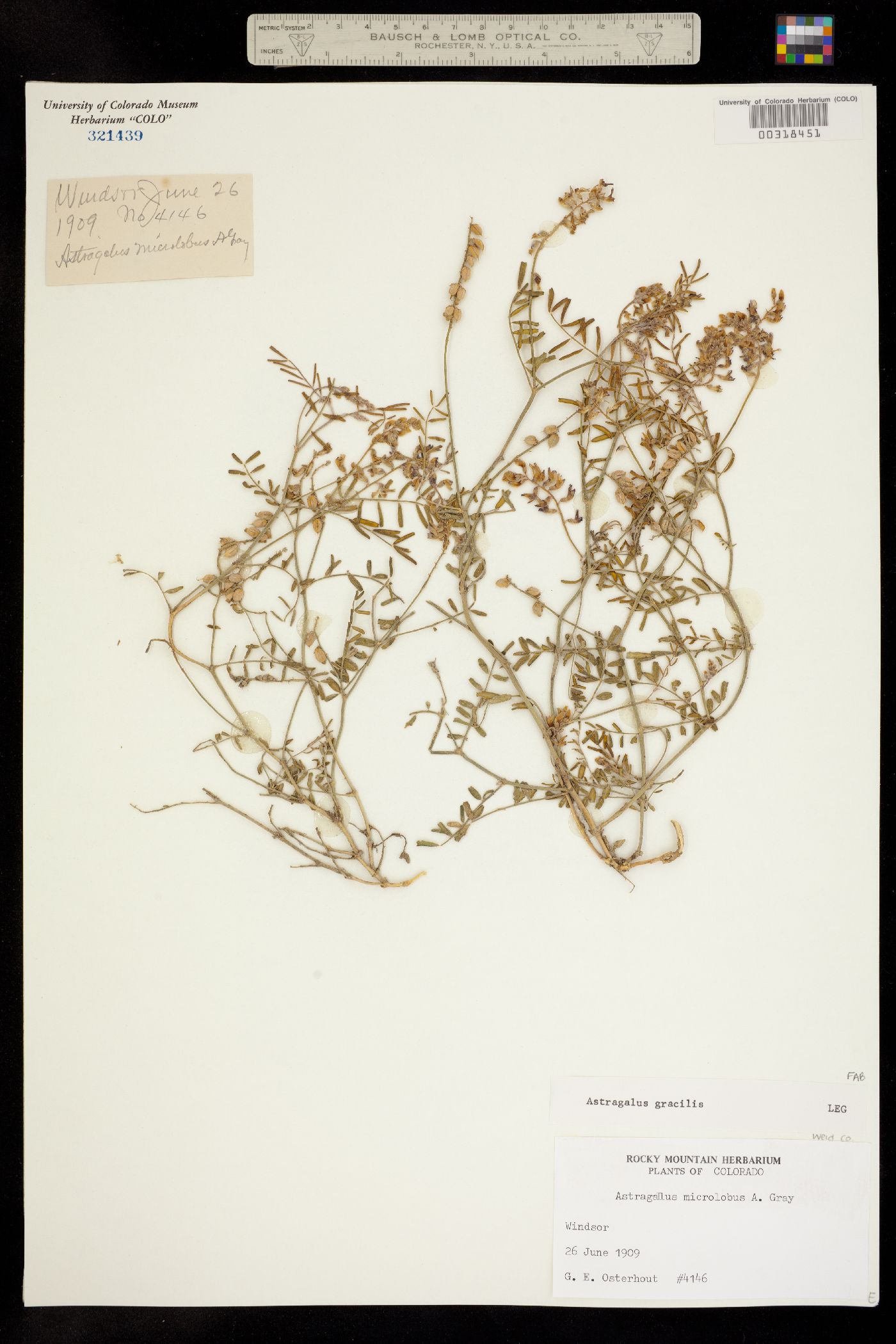 Astragalus gracilis image