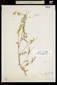 Astragalus hallii image