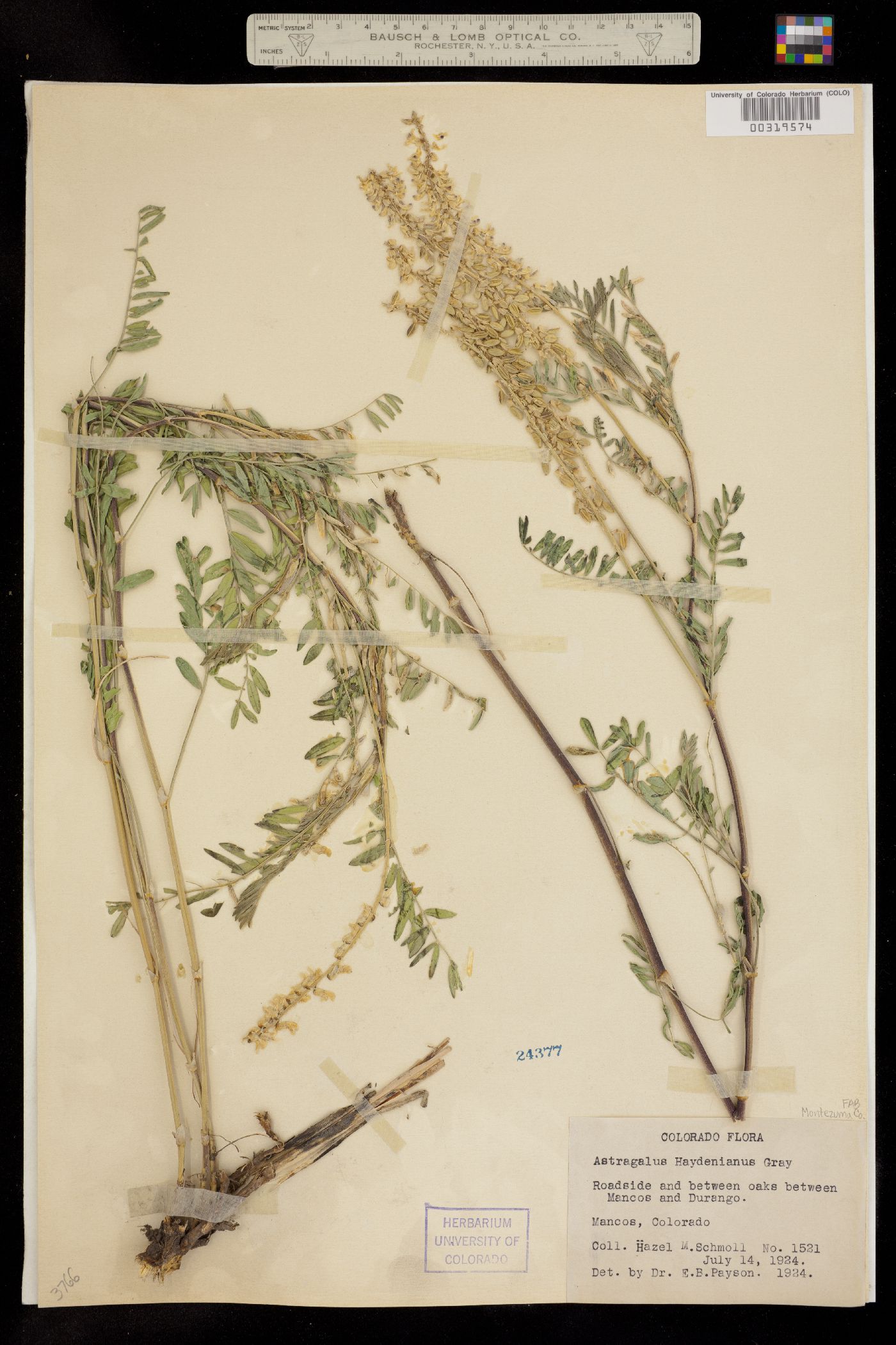 Astragalus bisulcatus image