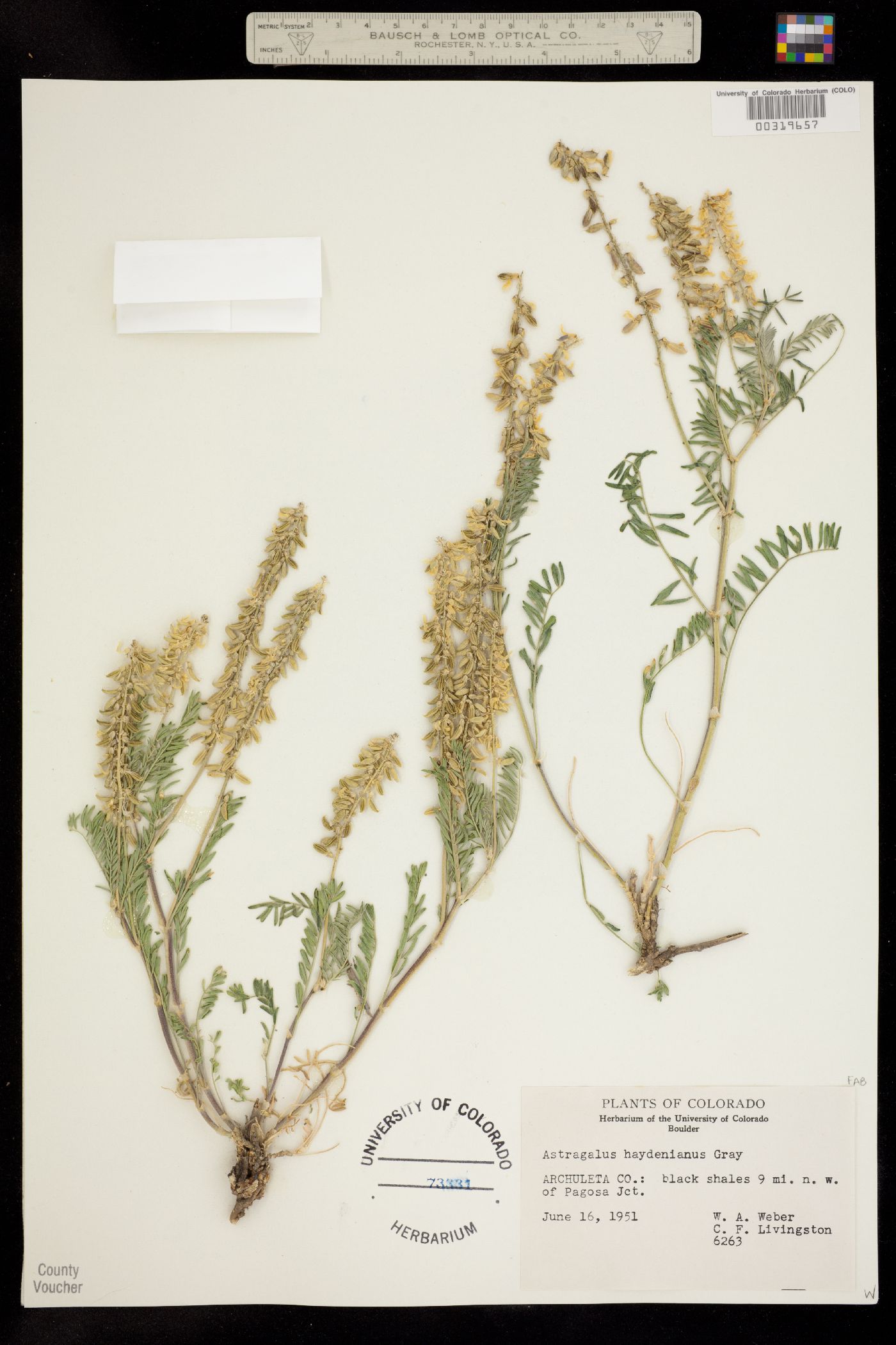 Astragalus bisulcatus var. haydenianus image