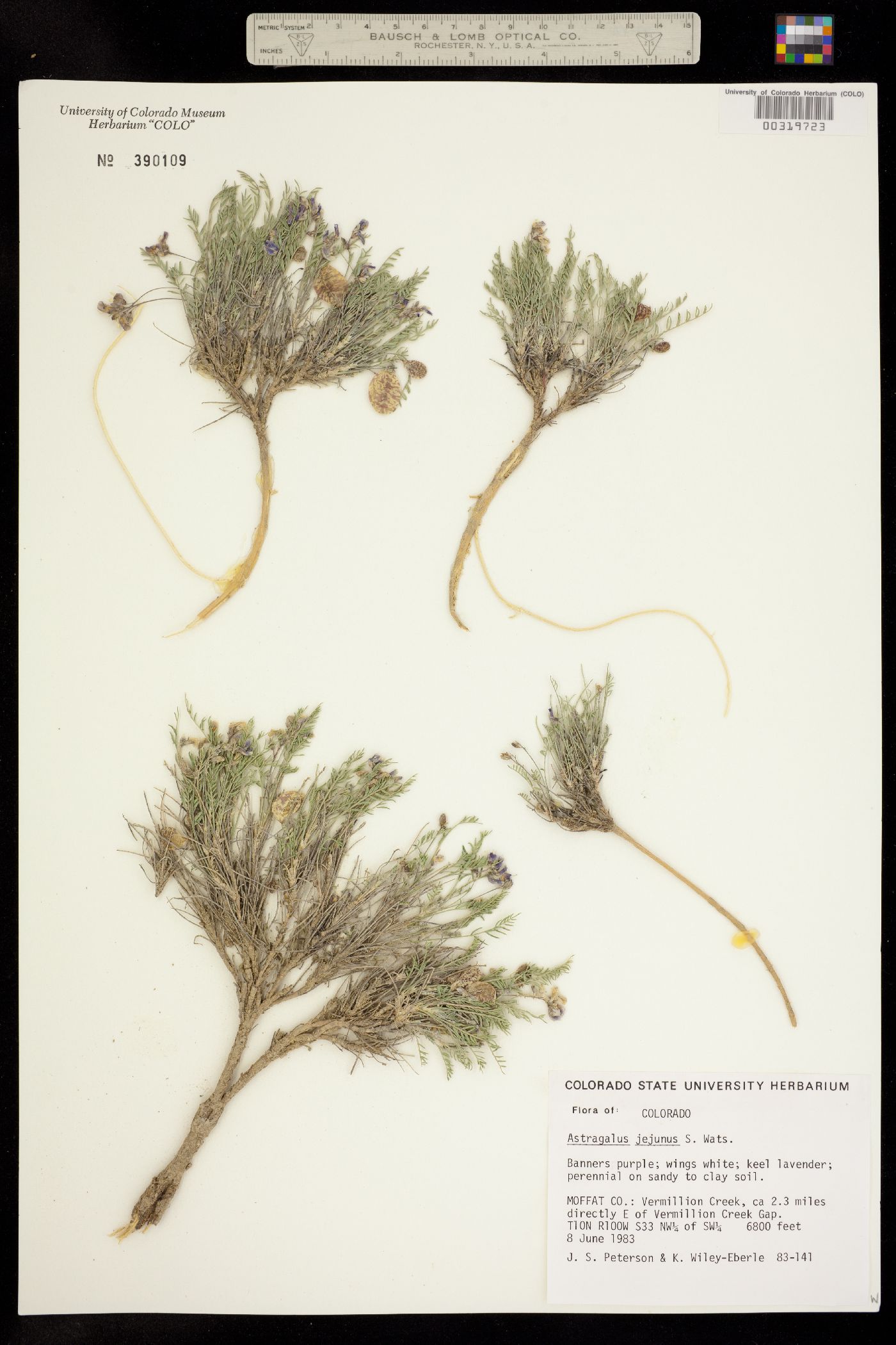 Astragalus jejunus image