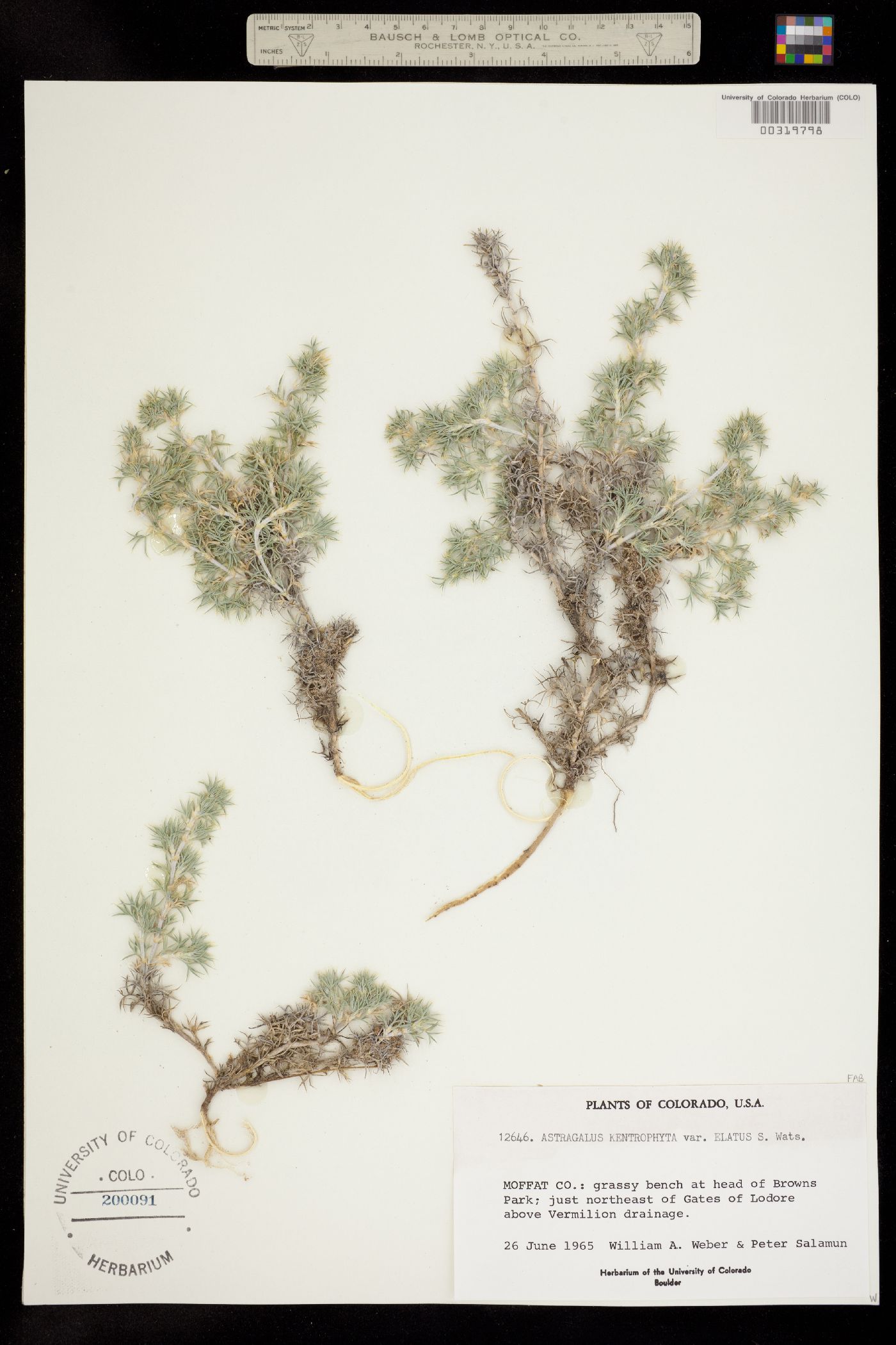 Astragalus kentrophyta var. elatus image