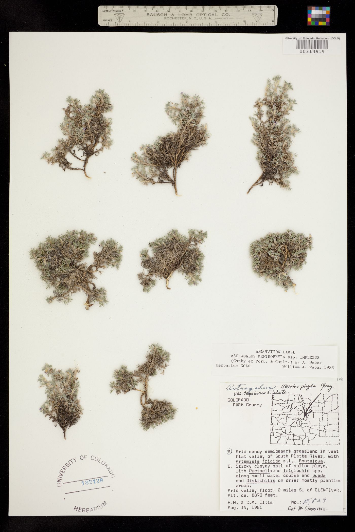 Astragalus kentrophyta var. tegetarius image