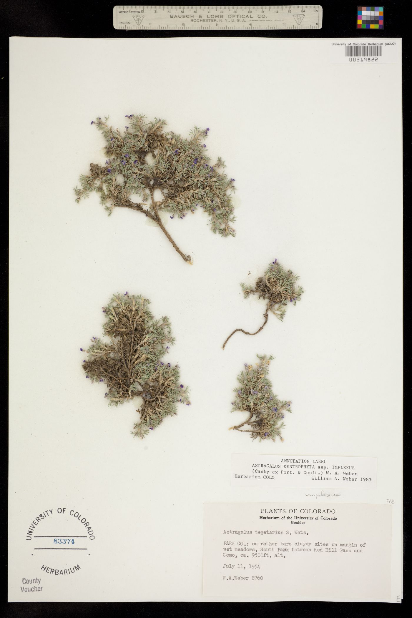 Astragalus kentrophyta image