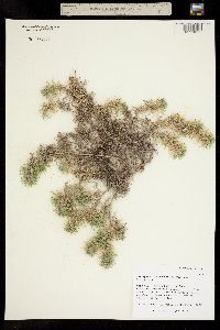 Astragalus kentrophyta ssp. kentrophyta image
